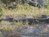 Africa 025 : Africa, Animal, Crocodile, Mosi-Oa-Tunya National Park, Reptile, Zambia